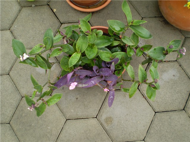 tradeskantia